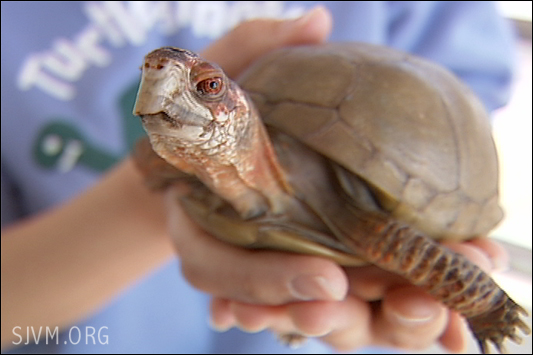 Click here to watch Rocky in action on South Jersey Video Magazine!